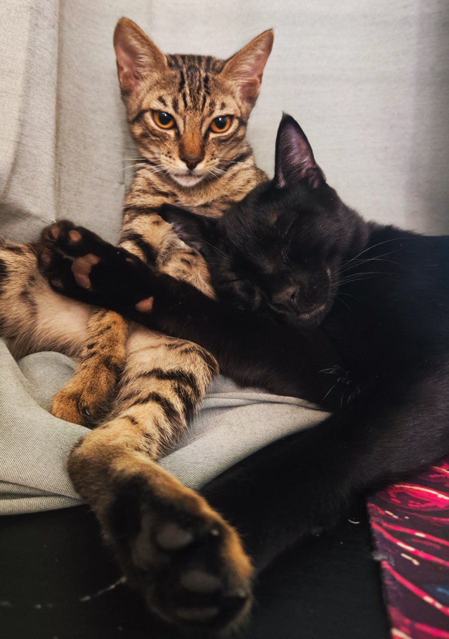 Loki sleeping over Shusha curled on a couch