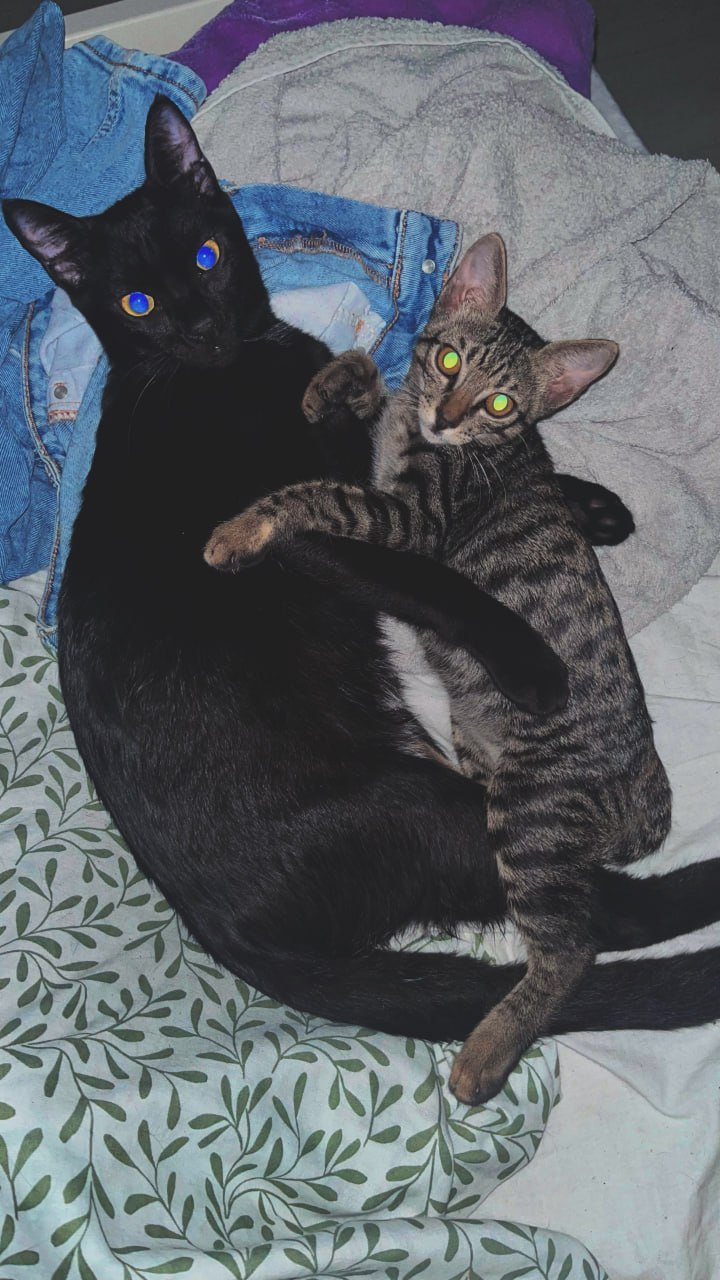 Both cats with glowing eyes in low light