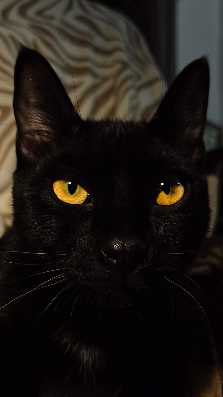 Loki, a black cat with glowing golden eyes