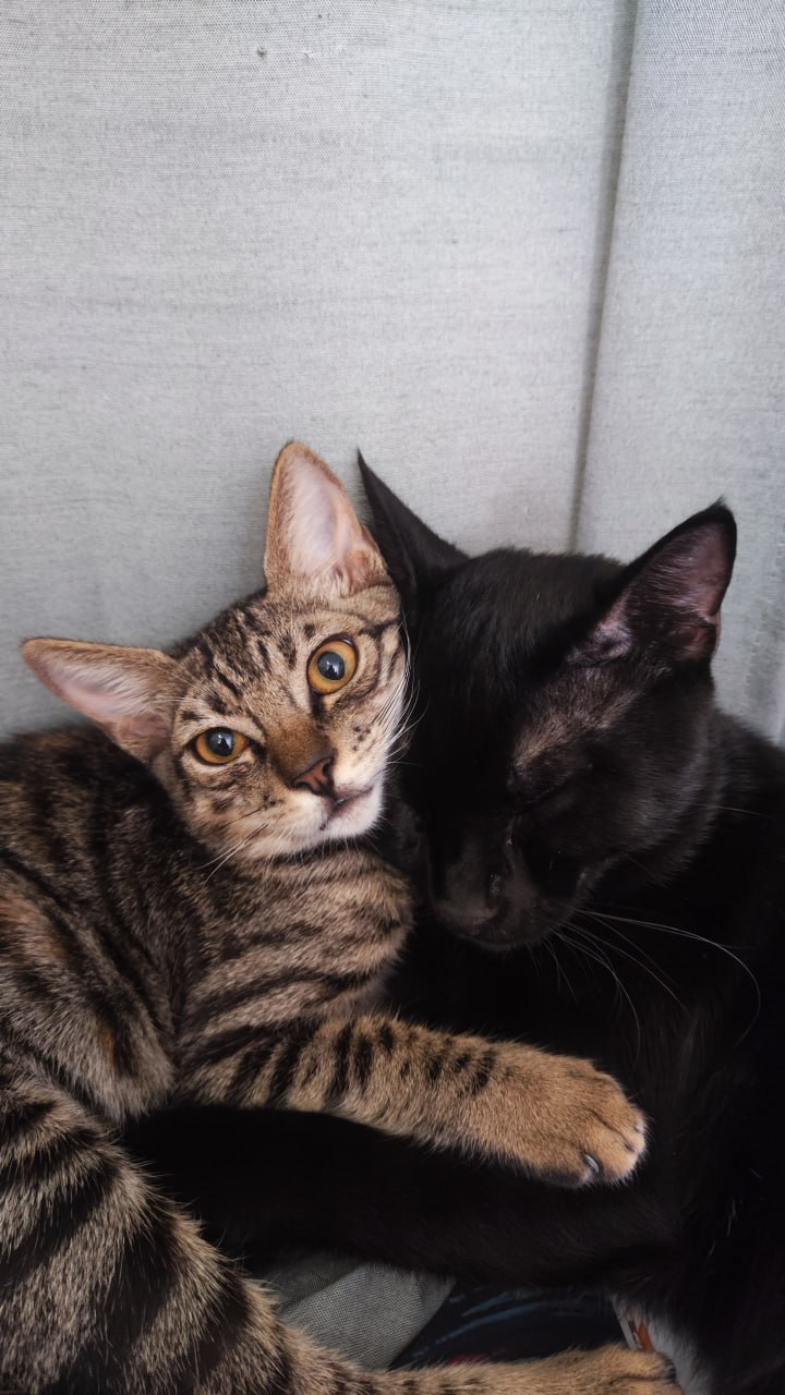 Loki and Shusha cheek to cheek