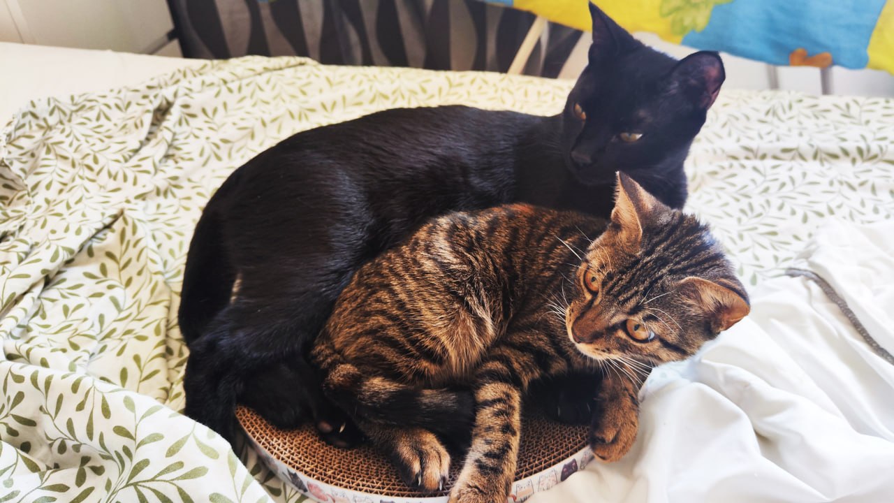 Loki draped over Shusha on a bed