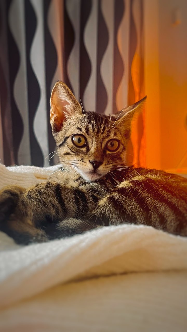 Shusha lit by warm light near a curtain