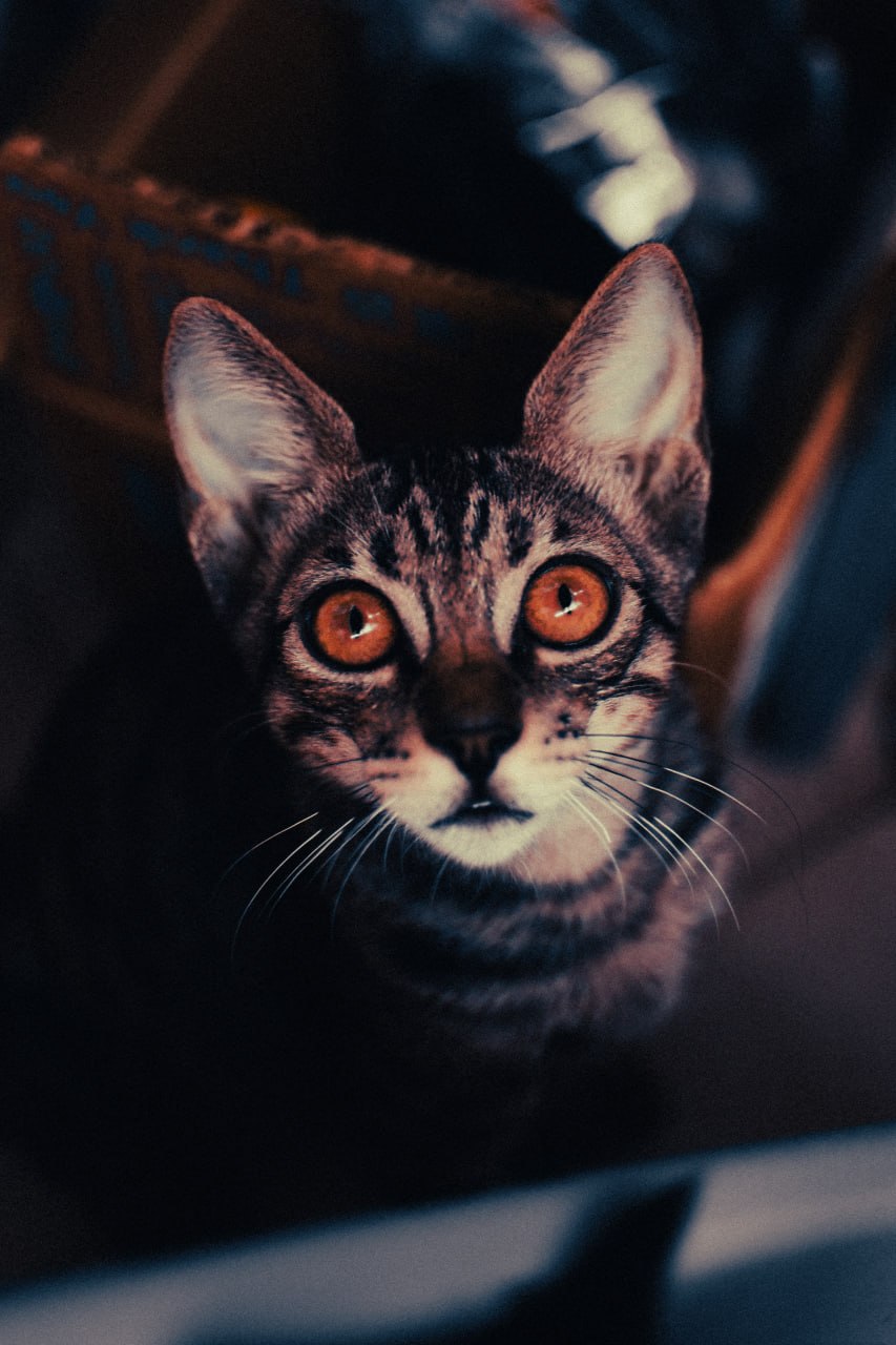 Shusha, a tabby cat with enormous amber eyes