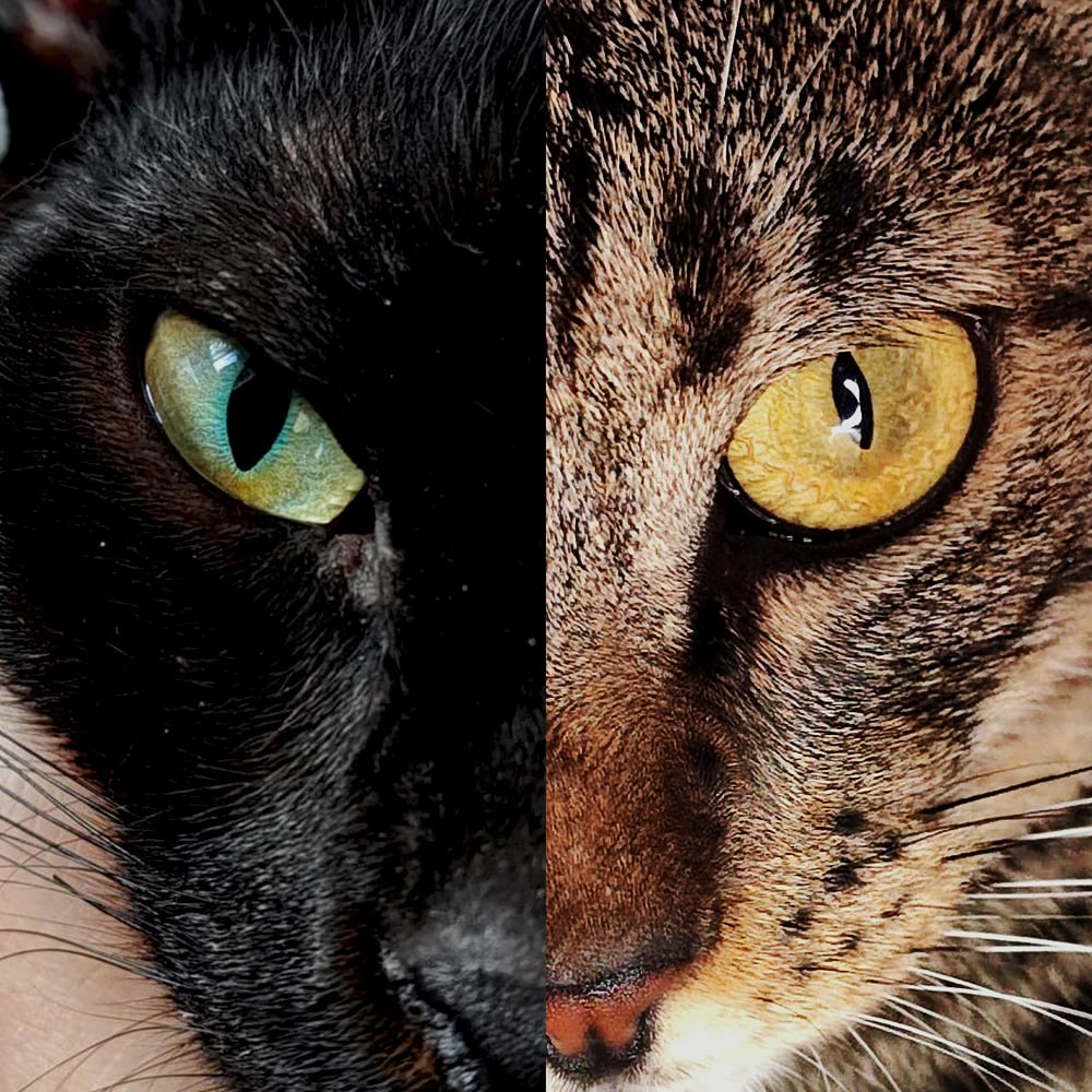 Loki and Shusha — half black cat, half tabby, two golden eyes