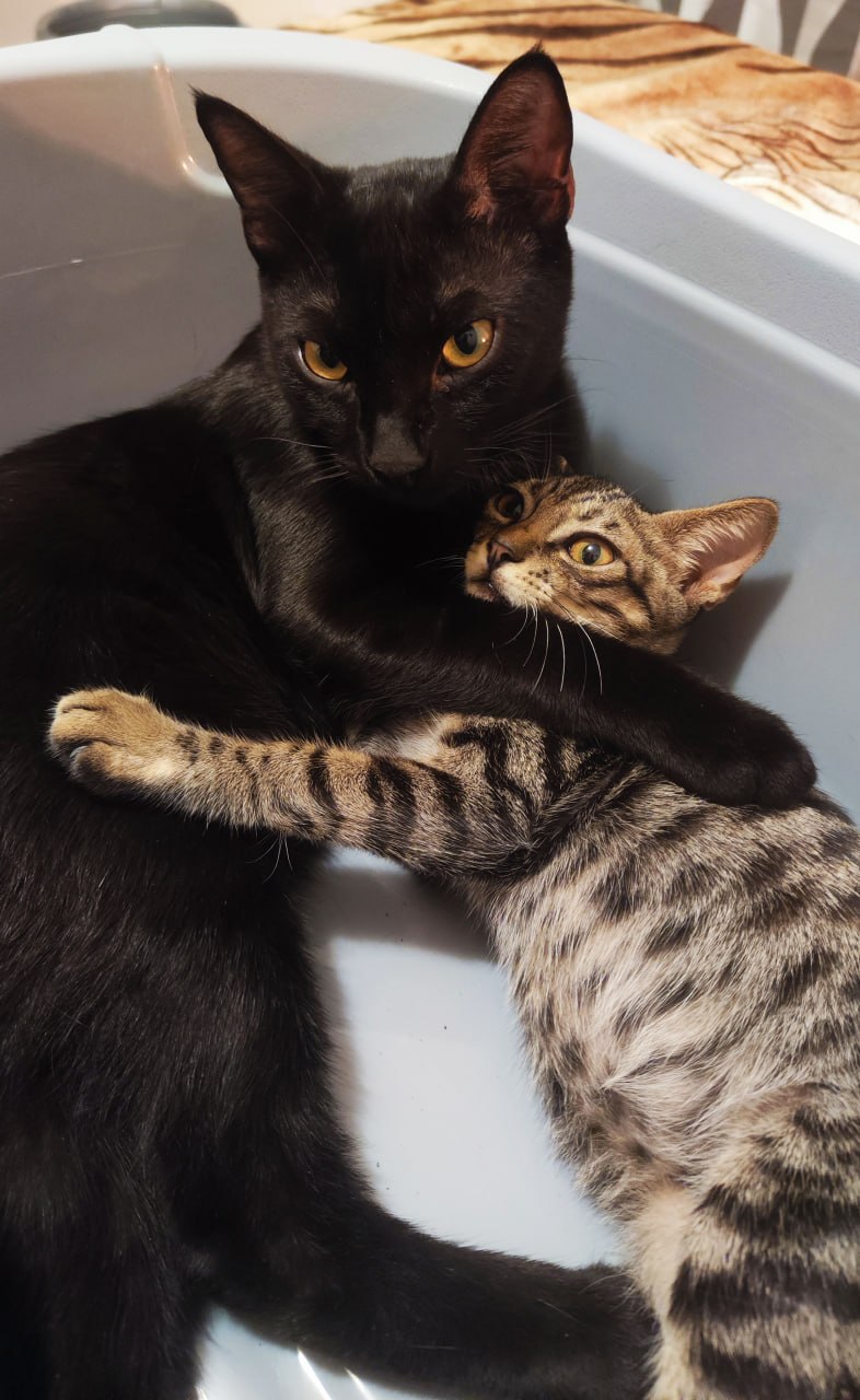 The cats hugging inside a tub