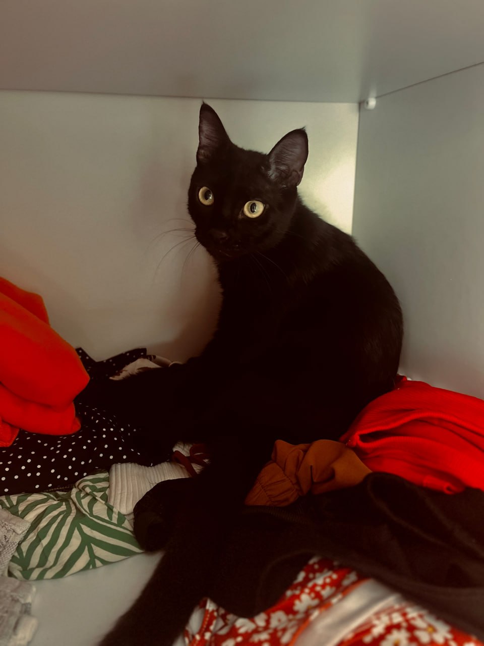 Loki sitting in a wardrobe of clothes
