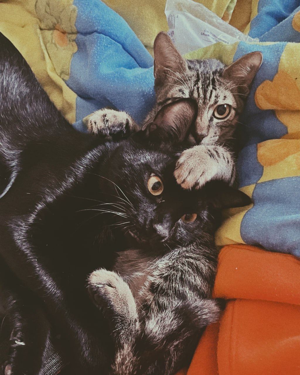 The two cats wrestling on a colourful blanket